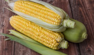 烤箱烤玉米要多久（烤箱烤玉米需要烤多久）