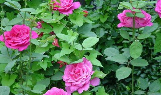 爬藤月季栽种方法（爬藤月季栽种方法图片）