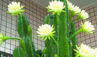 龙骨花的养殖方法和移植方法 龙骨花的养殖方法和移植方法视频