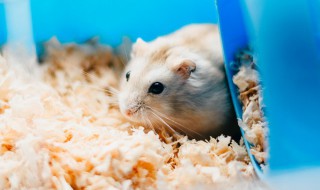 子孙满堂是什么生肖（桃李竹杏子孙满堂是什么生肖）