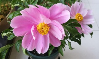 水养芍药花的养护方法 芍药花如何水养