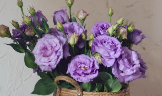 洋桔梗怎么读（洋桔梗怎么读kikyou）