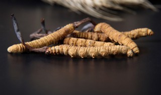 虫草有什么功效和作用 虫草花有什么功效和作用