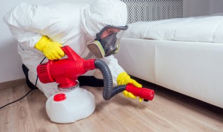 粉尘螨是什么东西 屋尘螨是什么东西