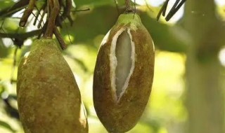 八月瓜的皮有什么功效(八月瓜的皮有用吗)