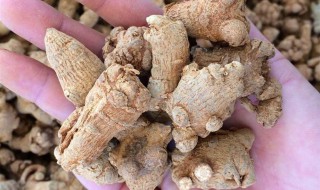 药材三七的功效是什么（药材三七的功效是什么时候吃最好）