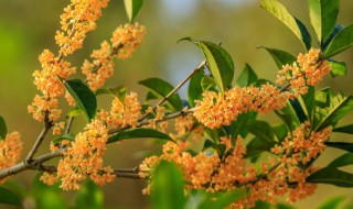 桂花茶有什么功效（桂花茶有什么功效和作用）