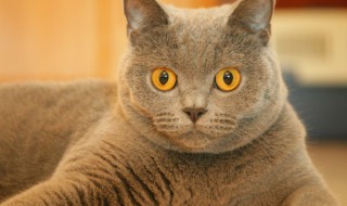 猫条是什么东西 猫条是什么东西做成的