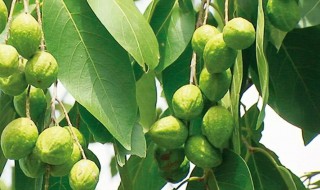 柯子有什么功效（柯子有什么功效和作用）