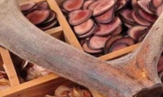 鹿茸有什么作用与功效 鹿茸有什么作用与功效及禁忌