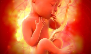 人的胎盘能吃吗有什么作用与功效 人的胎盘能吃吗有什么作用与功效人囧