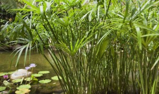 水生植物怎么养才好 水生植物怎么养得好