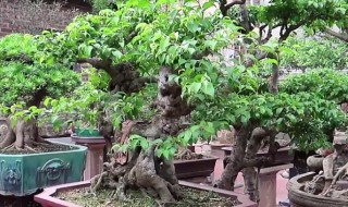 榕树盆景怎么养的方法（榕树盆景怎么养的方法图片）