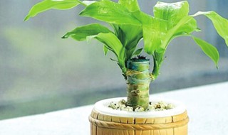 巴西木如何养殖（巴西木如何养殖和管理）