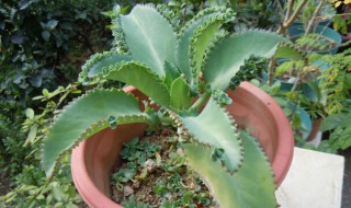 落地生根花怎么养 落地生根花怎样处理才能使它开花