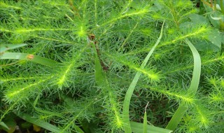 茵陈是什么 茵陈是什么药