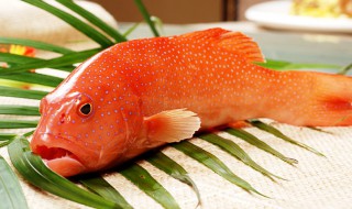 东星斑养殖技巧 东星斑养殖技术