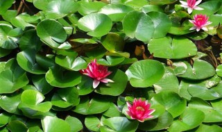 迷你睡莲怎么养 迷你睡莲养殖方法介绍