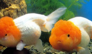 鹅头红怎么养（鹅头红养几条）