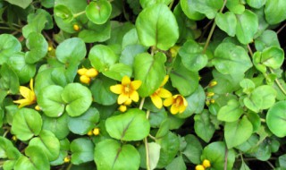 金钱草长什么样（金钱草长什么样子图片）