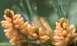 松树花粉怎么采集 如何采集松花粉