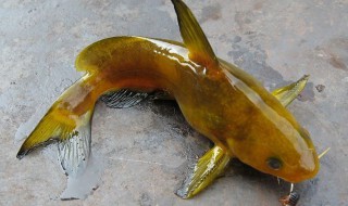 黄骨鱼的种类有哪些 黄骨鱼分几种