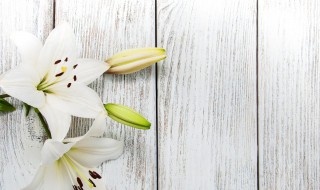 食用百合花的方法（百合花的食用做法）