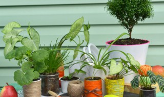 碧玉花有什么作用（碧玉花功效）