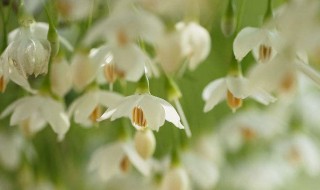 苏合香是什么（苏合香是什么植物）