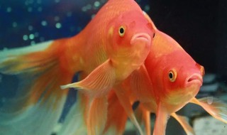 草金鱼怎么养漂亮（怎样养好金鱼草）