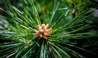 松柏的象征意义是什么（松柏的象征意义是什么图片）