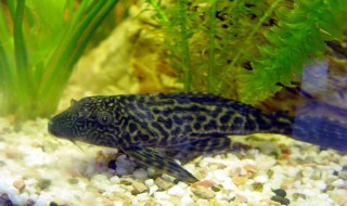 清道夫鱼怎么饲养 清道夫鱼饲养方法