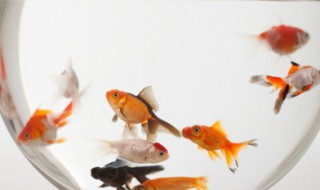 家里如何养鱼 家里如何养鱼风水好