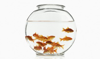 草金鱼该如何饲养 草金鱼如何饲养?