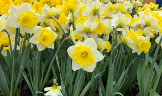 洋水仙怎么养殖 洋水仙养殖时间