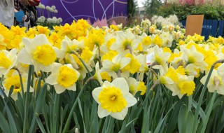 水仙花怎么养具体方法 水仙花怎么养具体方法视频