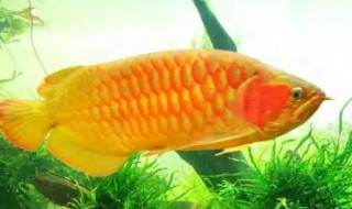 养龙鱼怎么养 养龙鱼怎么养活