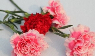 康乃馨花语是什么 玫瑰花康乃馨花语是什么