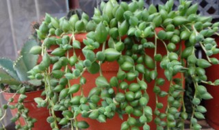 翡翠珠怎么养 翡翠珠怎么养殖