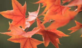 什么是元宝枫（元宝枫的价值）