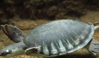 猪鼻龟怎么养 猪鼻龟怎么养好