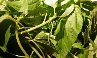 麻叶的功效和作用 麻叶的功效和作用及禁忌