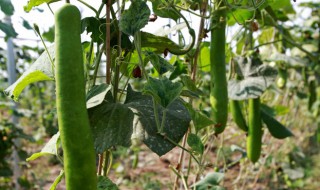 一个夸一个瓜怎么读（一个夸一个瓜怎么念）