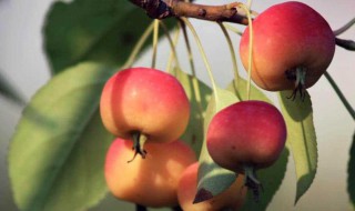 沙果怎么吃 沙果怎么吃好吃