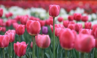 郁金香送给哪些人合适 郁金香可以送给朋友吗