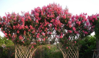 紫兰花的花语是什么（紫罗兰花的花语是什么意思）