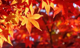 描写秋天的成语及解释（描写秋天的成语及解释四字）