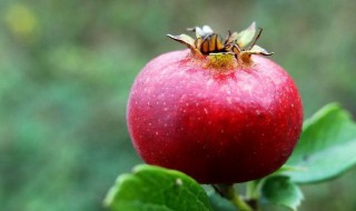 野山楂有什么好处 野山楂有什么好处和作用