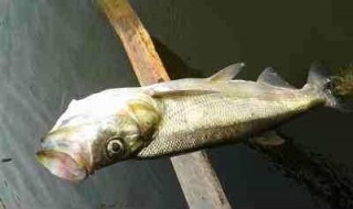 活泥鳅钓翘嘴多深水（活泥鳅钓翘嘴多深水好）