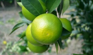 桉树菠萝是什么关系(桉树菠萝是什么关系的植物)